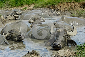 Buffalos in the mud from Bazna village, Sibiu county, Transylvania, Romania