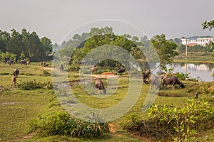Buffalos near Hue, Vetnam