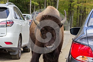 Buffalos in Parc Omega Canada photo
