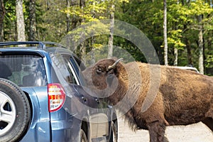 Buffalos in Parc Omega Canada photo