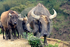 Buffalos in Sapa Valley