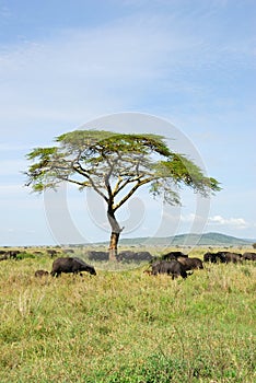 Buffalos in Serengeti