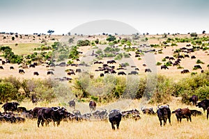 Buffalos in the Serengeti