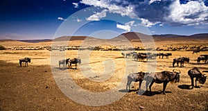 Buffalos in the Serengeti