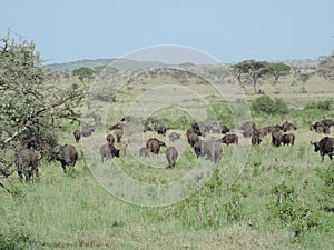 African buffalos in Serengeti National Park, Tanzania