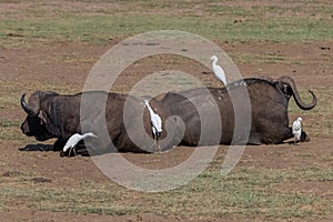 buffalos in the Serengeti park