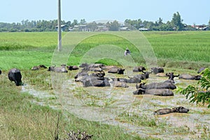 Buffalos in swamp