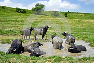 Buffalos in a swamp