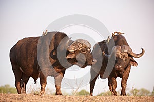 Buffalos (Syncerus caffer) in the wild