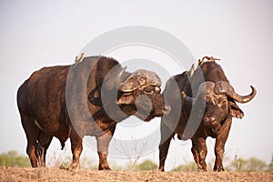 Buffalos (Syncerus caffer) in the wild photo