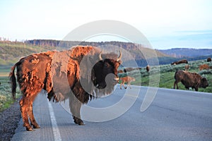 Buffalos,Yellowstone National Park photo