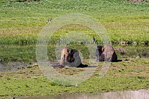 Buffalos in Yellowstone