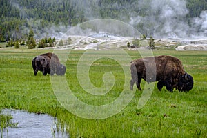 Buffalos in Yellowstone National Park