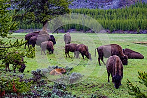 Buffalos in Yellowstone National Park