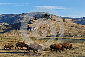 Herd of buffalos in a Yellowtone Landscape