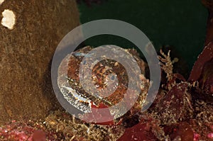 Buffelo Sculpin