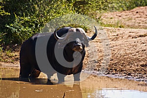 Buffelo standing in a waterpool