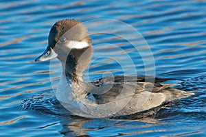 Bufflehead