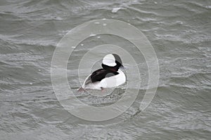 Bufflehead