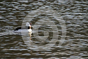 Bufflehead
