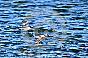 Bufflehead Bucephala albeola