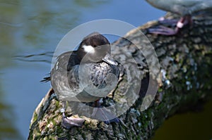 Bufflehead duck