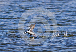 A Bufflehead duck doing a running take off from a lake