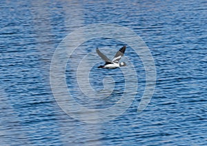 A Bufflehead Duck in Flight