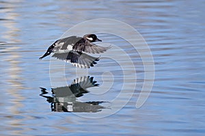 Bufflehead Duck Flying Low Over the Still Pond Waters