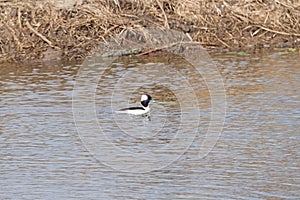 A Bufflehead Duck in a Lagoon Along the Mississippi River