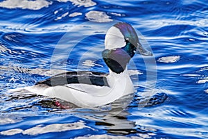 Bufflehead Duck Lake Washington Bellevue