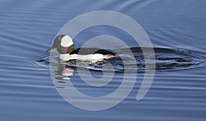 Bufflehead Duck Male