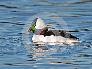 Bufflehead Duck Male in Bay