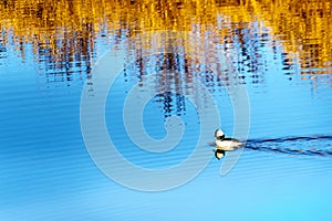 Bufflehead Duck swimming in the Alouette river in Pitt Polder at the town of Maple Ridge in the Fraser Valley of British Columbia,