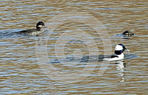 Bufflehead Duck swimming on a Colorado Lake