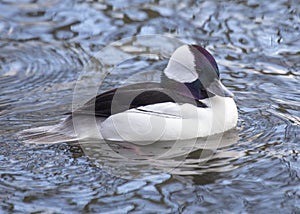 Bufflehead Duck in Water