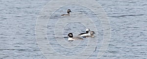 Bufflehead ducks Bucephala albeola in spring. Black & white duck visits northern lakes and ponds in breeding season.