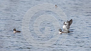 Bufflehead ducks Bucephala albeola in spring. Black & white duck visits northern lakes and ponds in breeding season.