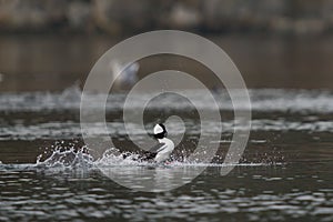 Bufflehead fighting at seaside