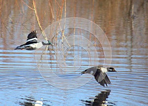 Bufflehead Male and Female Flying