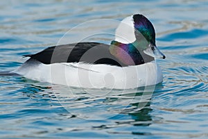 Bufflehead - Bucephala albeola photo