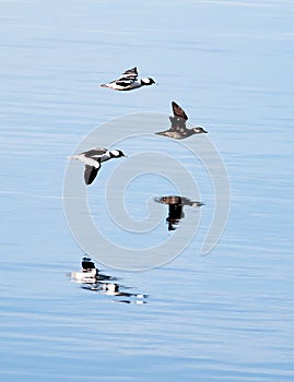 Bufflehead reflections from lake.