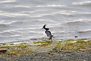 Bufflehead resting at lakeside