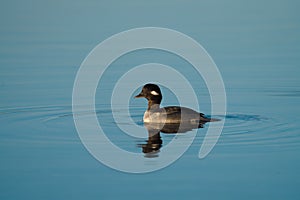 Bufflehead resting at seaside