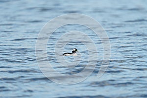 Bufflehead resting at seaside