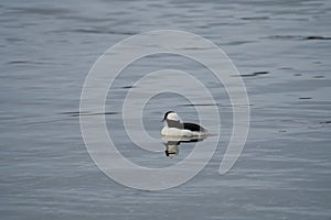 Bufflehead resting at seaside