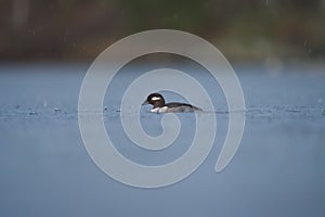 Bufflehead resting at seaside