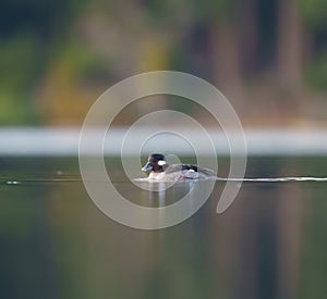 Bufflehead resting at seaside