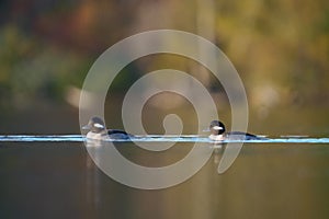 Bufflehead resting at seaside