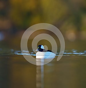 Bufflehead resting at seaside